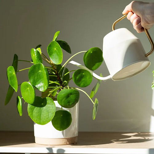 Chinese Money Plant watering