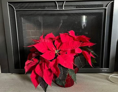 Poinsettias boomings 3