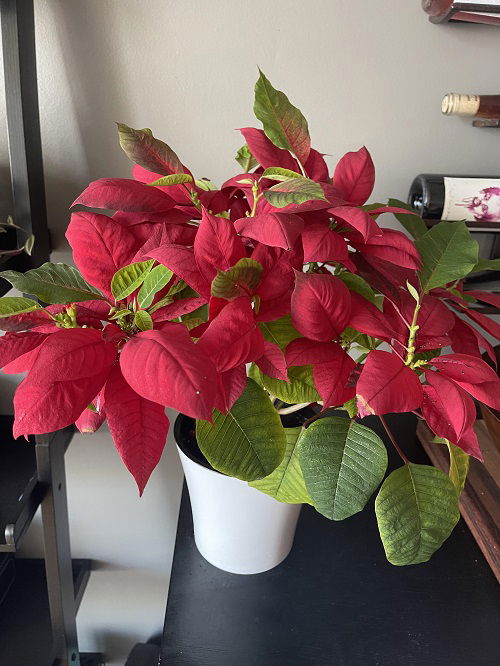 Poinsettias boomings 4