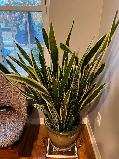 Snake Plant is Leaning to One Side 3