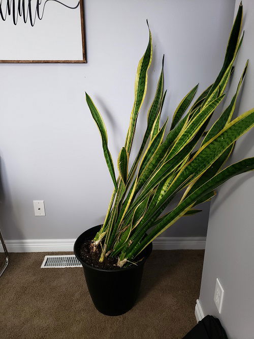 Snake Plant is Leaning to One Side 1