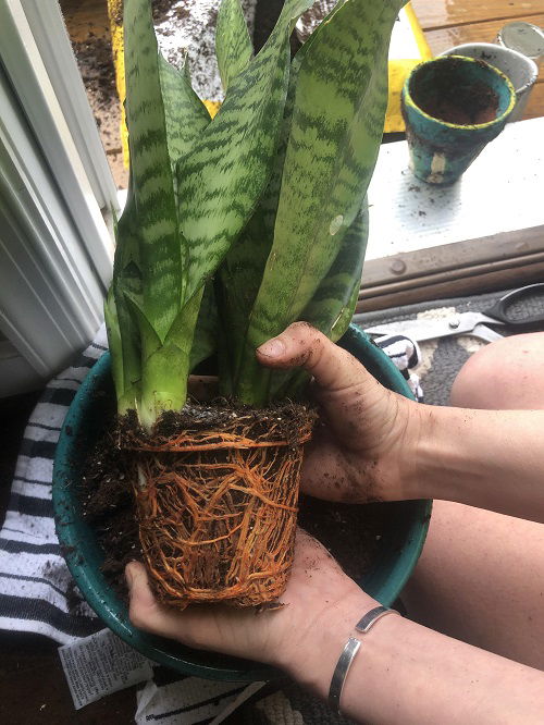 Snake Plant is Leaning to One Side 2