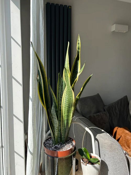 Snake Plant is Leaning to One Side 2