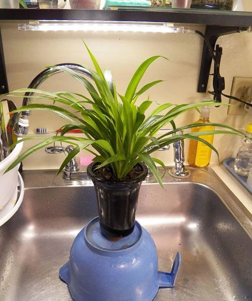 overwatering can pose an issue to your spider plant