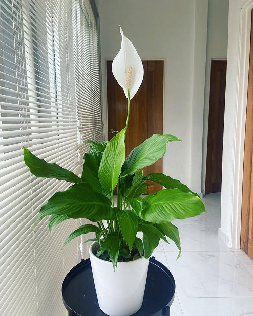 Worst Spots To Place Your Peace Lily3