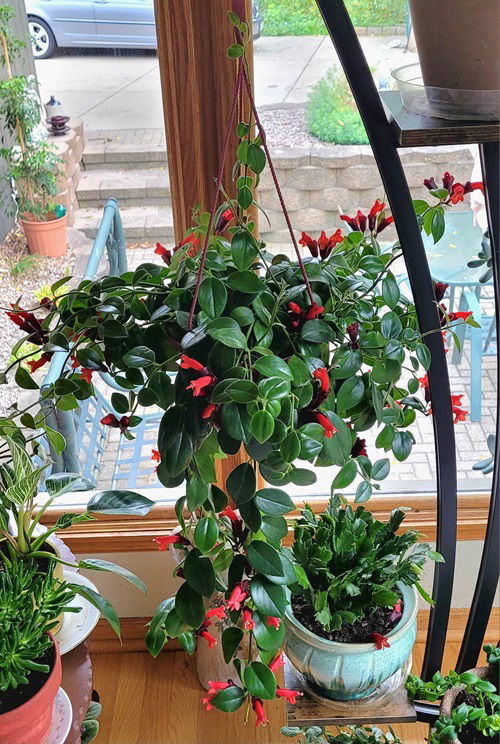 Indoor Flowering Plants for Hanging 01