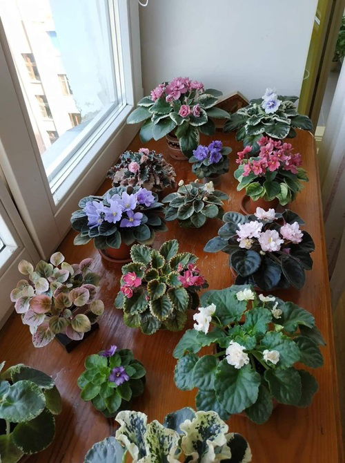 Balcony of African Violet Varieties