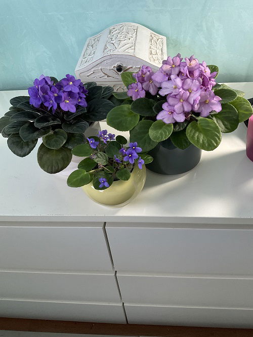 top Growing Requirements of African Violets 1