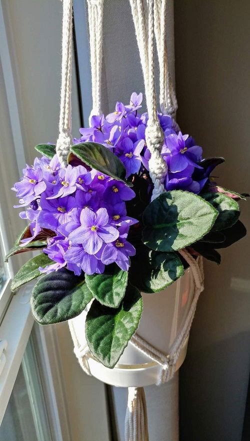 Best Growing Requirements of African Violets 4