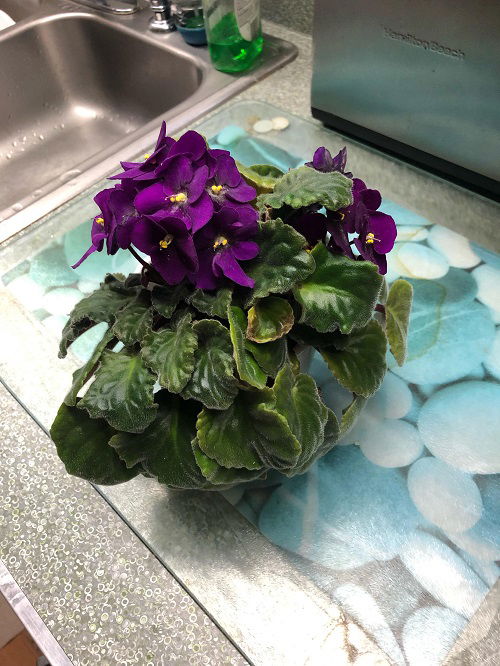 top Growing Requirements of African Violets 2