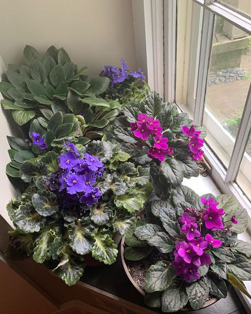 Best Growing Requirements of African Violets 2