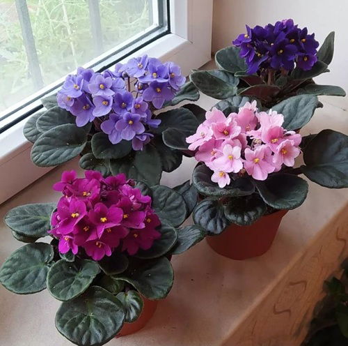 How to Use a Paintbrush for African Violets