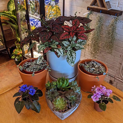 top Growing Requirements of African Violets 5