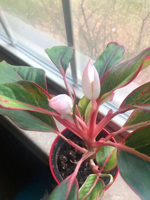 Indoor Plants That Flower But You Never Knew That Could 2