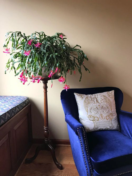 Things to do with Christmas Cactus in February 1