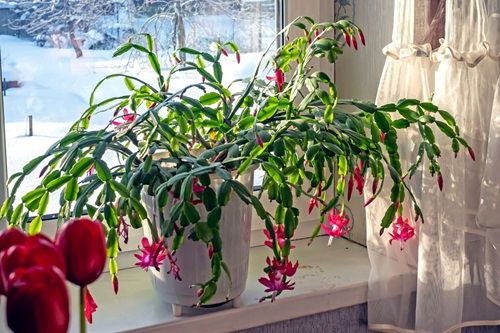 How Sugar Water Brings Christmas Cactus Blooms Faster