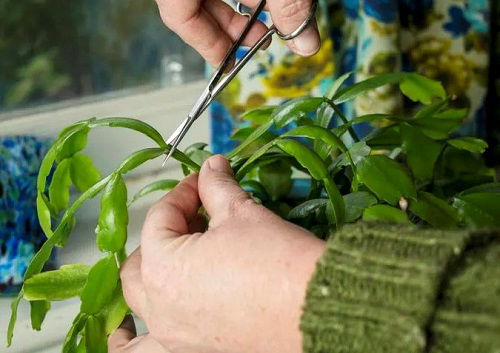 Christmas Cactus prune