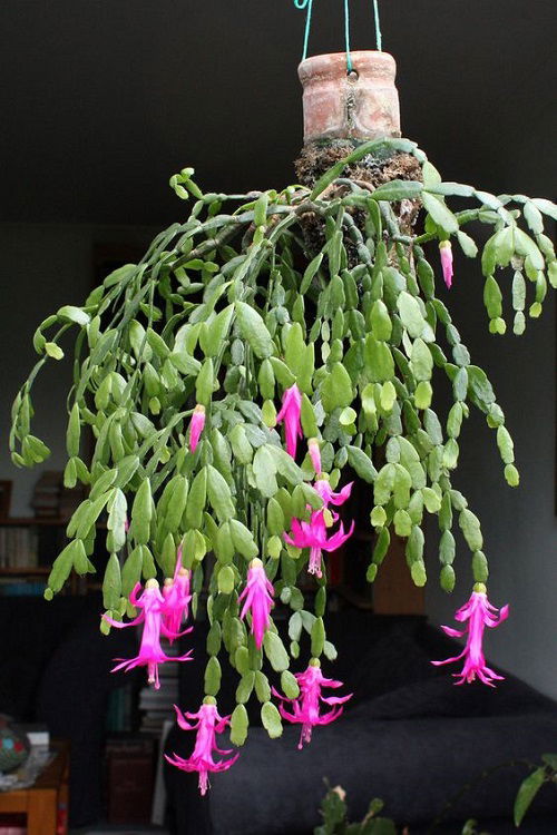 lovely Indoor Flowering Plants for Hanging Baskets 