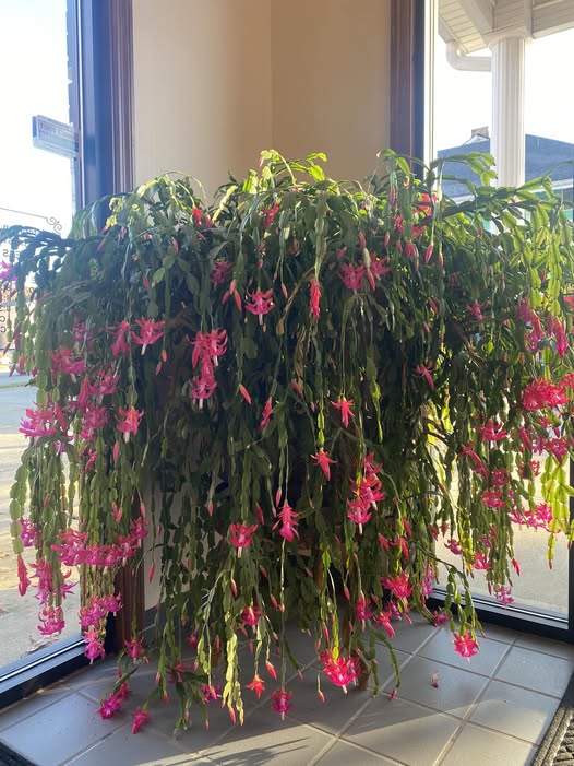 Christmas Cactus place near window