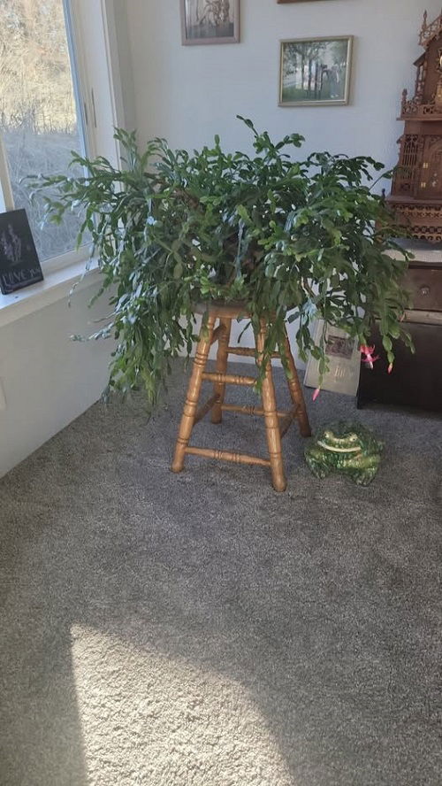 christmas cactus vertically stand 2