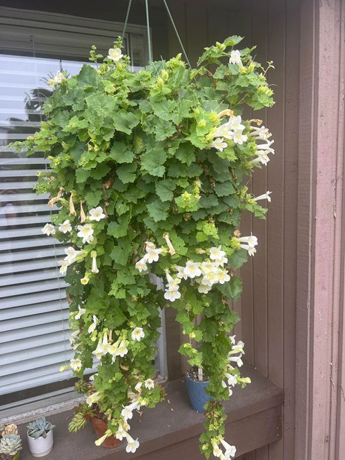 Indoor Flowering Plants for Hanging