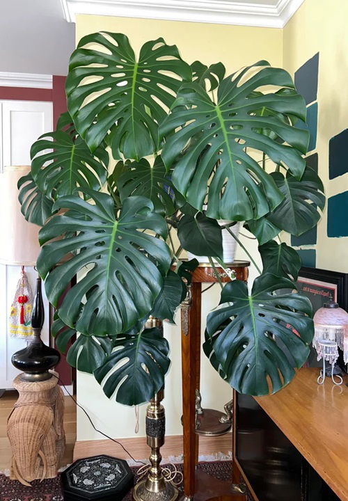 How to Force Monstera to Grow Big Monster Leaves