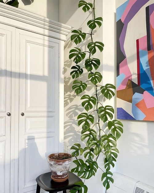 Monstera to Climb Walls Like a Pro 3