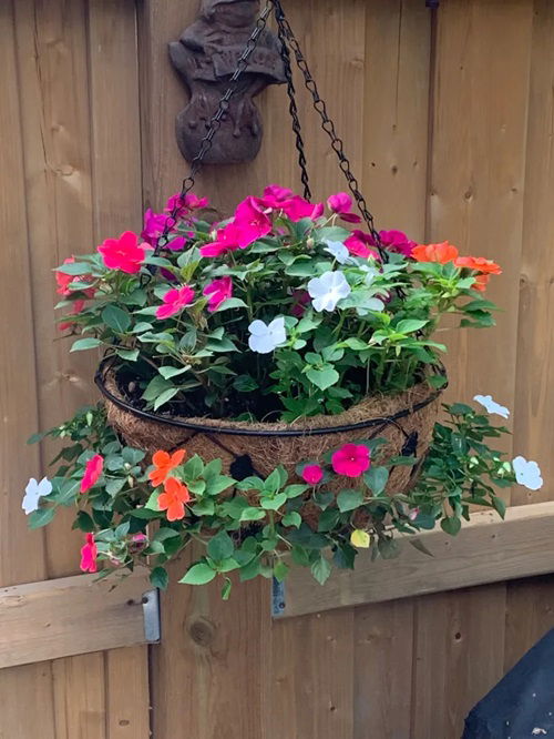 Indoor Flowering Plants for Hanging Baskets 2