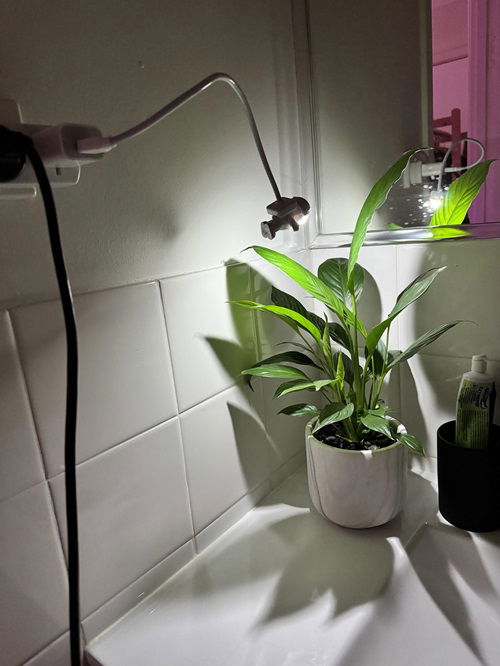 top Worst Spots To Place Your Peace Lily