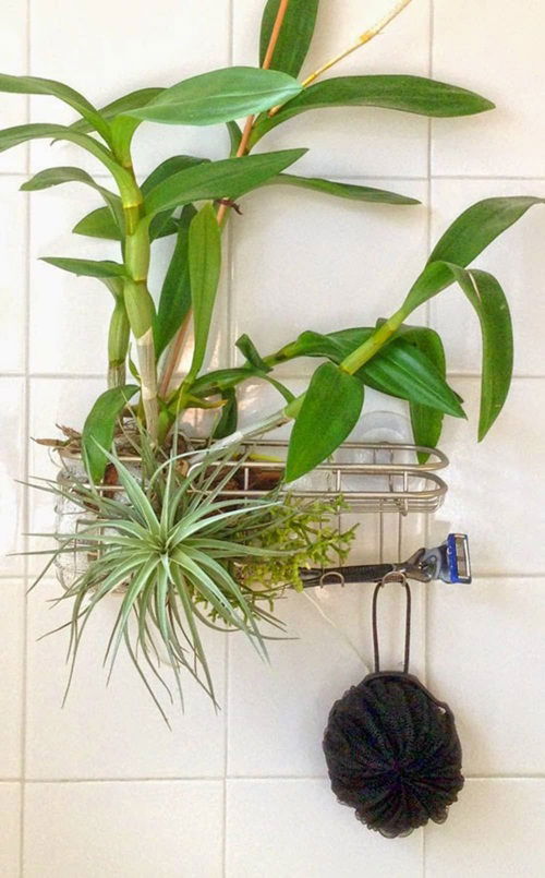 diy Plant Shower Caddy Ideas 2