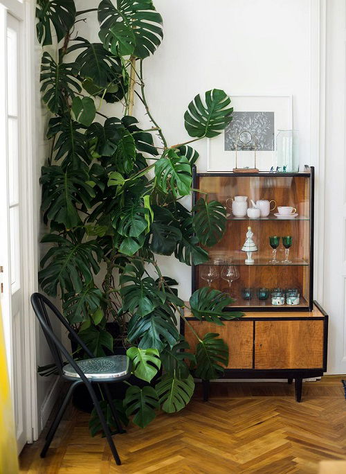 Monstera to Climb Walls Like a Pro 5