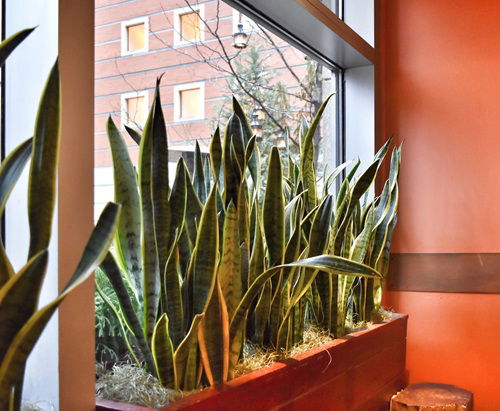 Multiple Snake Plants on the Windowbox