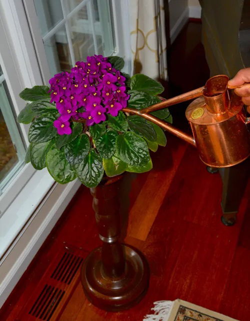 Use a Narrow-Spout Watering Can