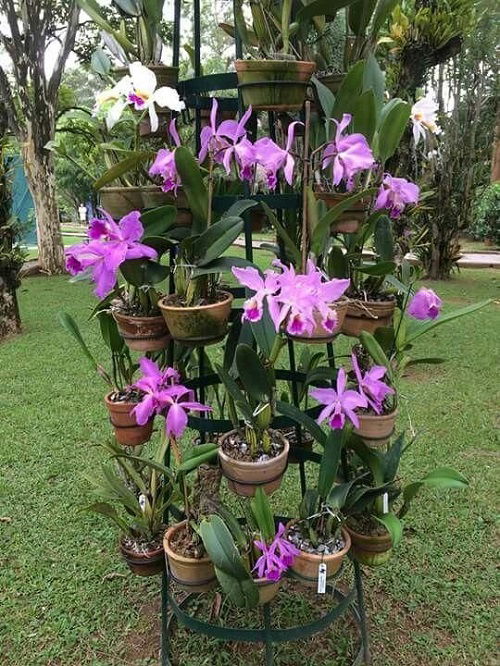 Orchid Display Ideas in home 5