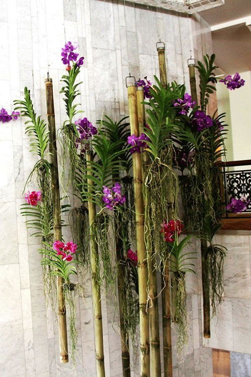 Orchid Display Ideas in home 6