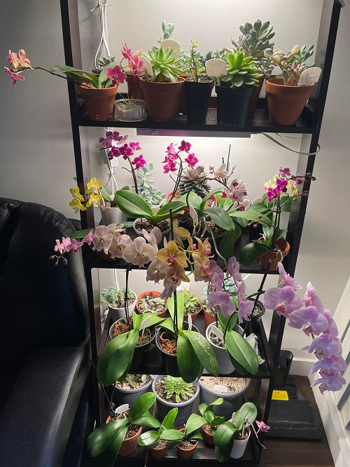 Orchid shelf ideas1