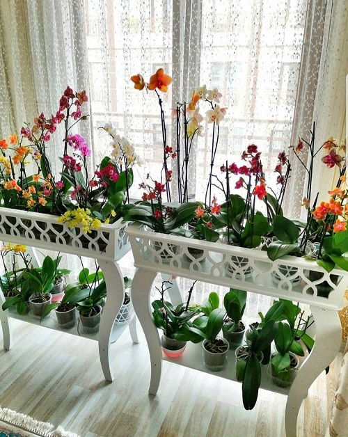 best Orchid shelf ideas