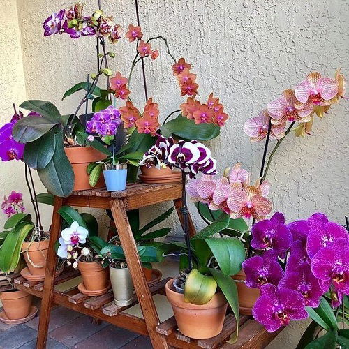 best Orchid shelf ideas 13 