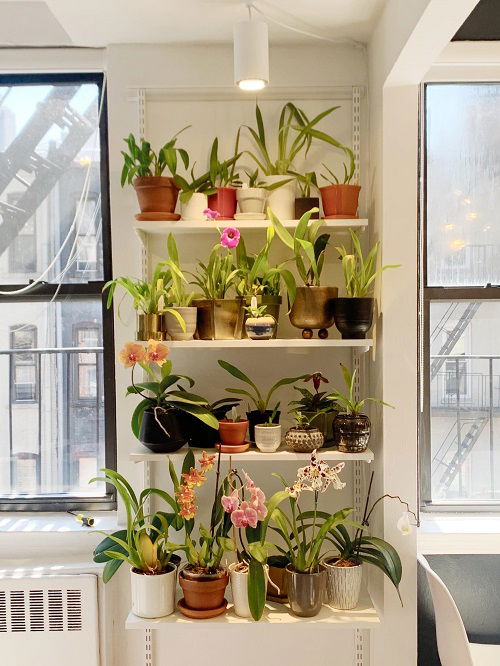 best Orchid shelf ideas 14