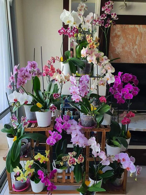 best Orchid shelf ideas 15 