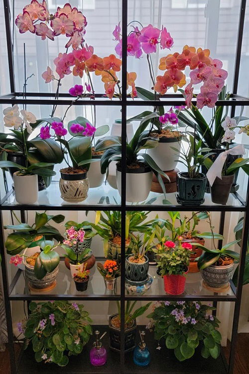 Orchid shelf ideas 2