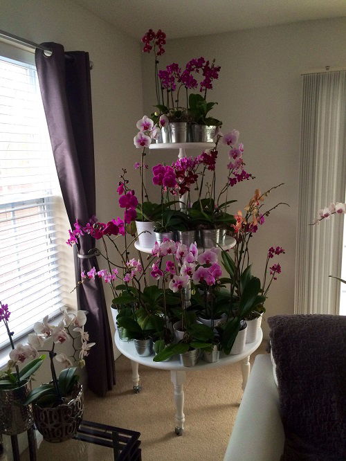 Orchid shelf ideas 5