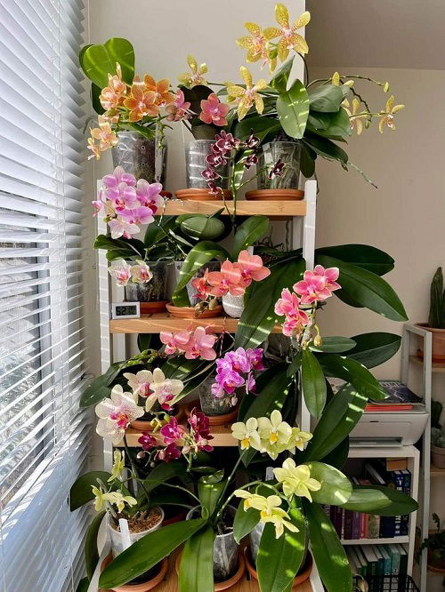 Orchid shelf ideas 6