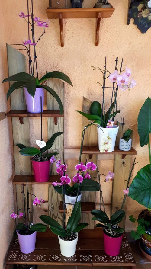 Orchid shelf ideas 9