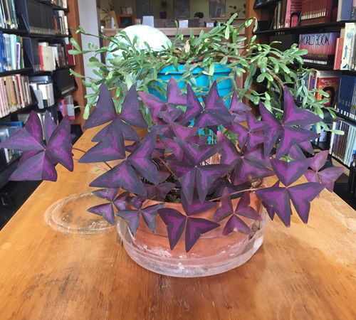 Reasons Every Home Needs a Purple Shamrock Houseplant