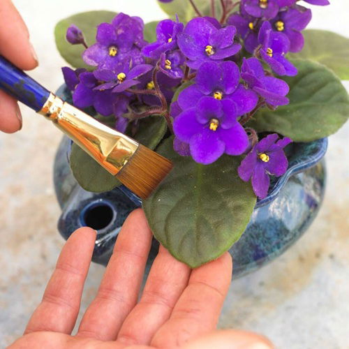 Use Paintbrush this Way for African Violets for Best Growth