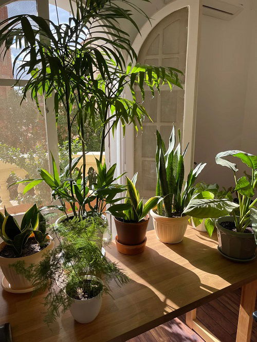 Plant Rotation Tips You Should Know