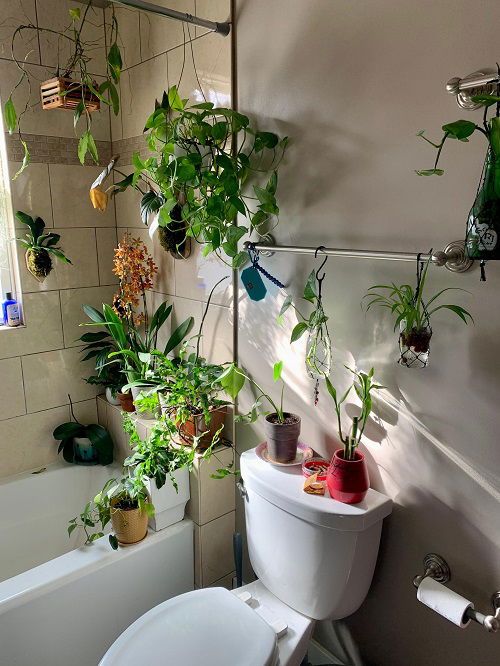 Best Plants in water in bathroom ideas 3