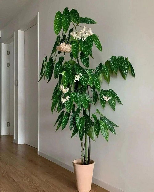 Indoor Plants That Flower But You Never Knew That Could 3