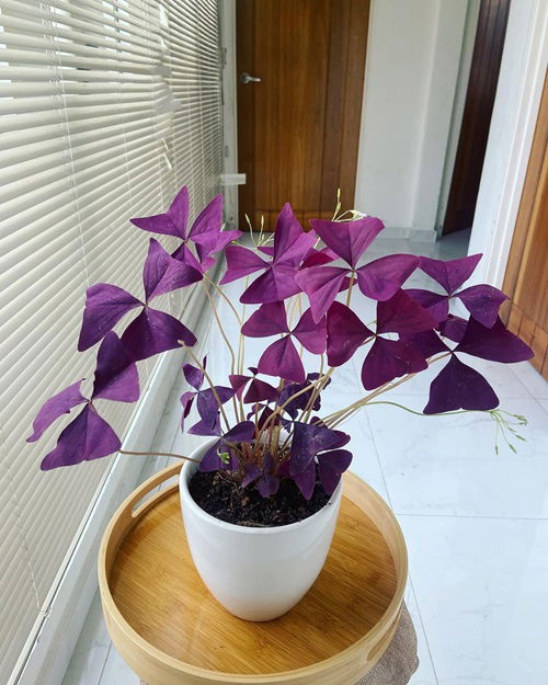 Reasons Every Home Needs a Purple Shamrock Houseplant